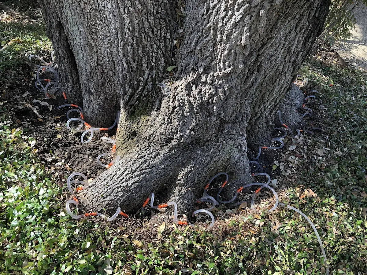 Detailed Tree Cabling and Bracing job site in East Leroy