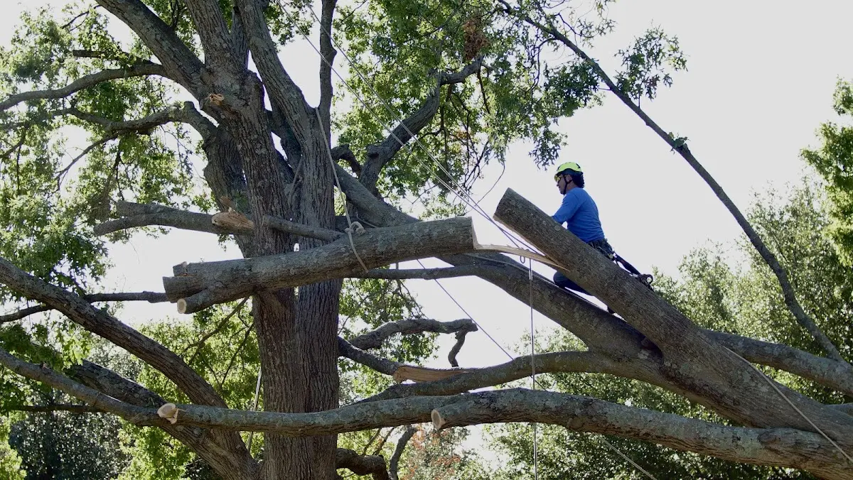Professional Crown Thinning performed by certified arborists in East Leroy
